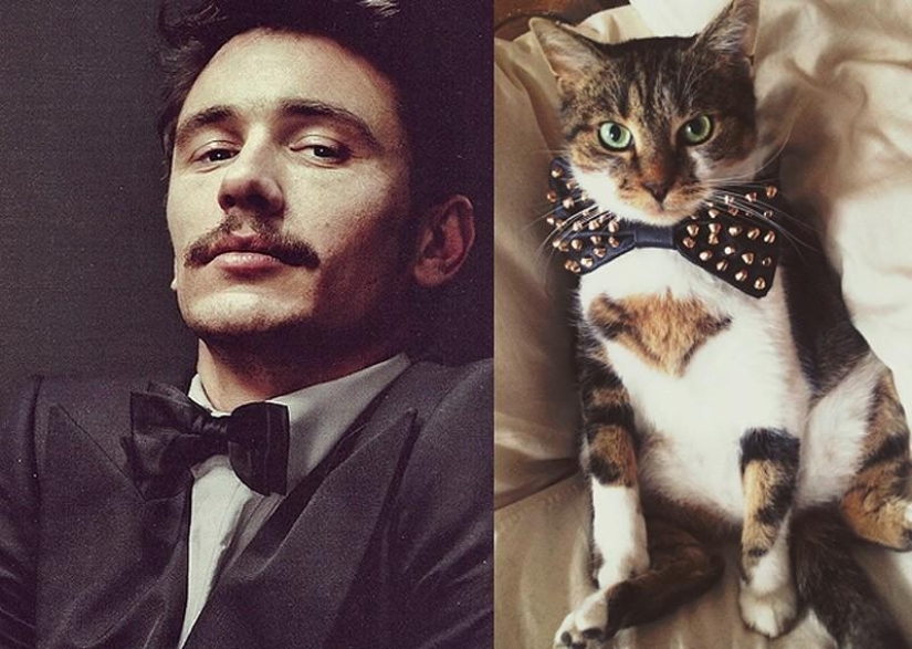 Hombres vs gatos Hombres vs gatos