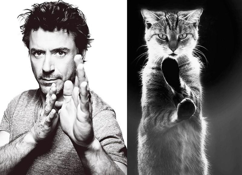 Hombres vs gatos Hombres vs gatos