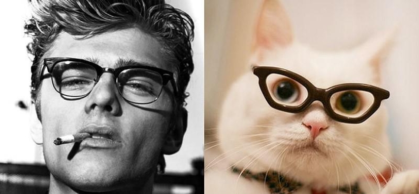 Hombres vs gatos Hombres vs gatos