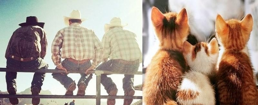 Hombres vs gatos Hombres vs gatos