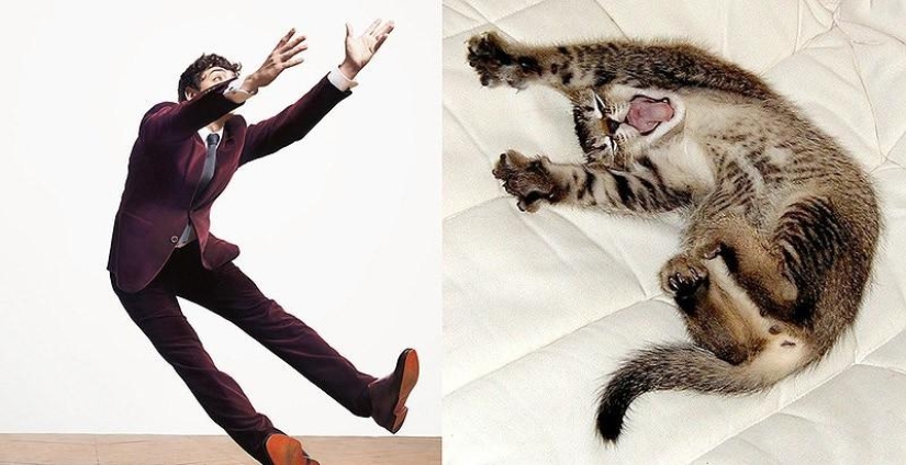 Hombres vs gatos Hombres vs gatos