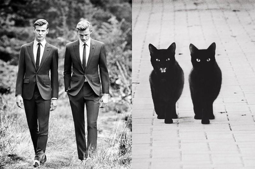 Hombres vs gatos Hombres vs gatos
