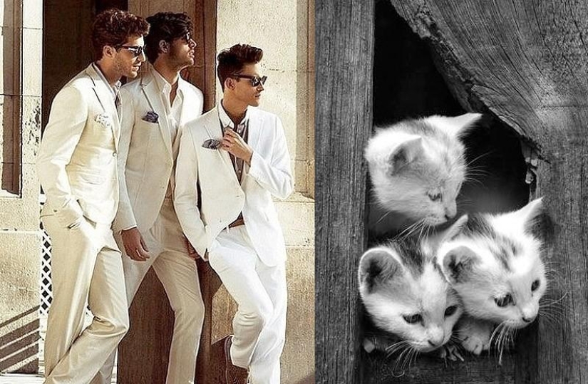 Hombres vs gatos Hombres vs gatos