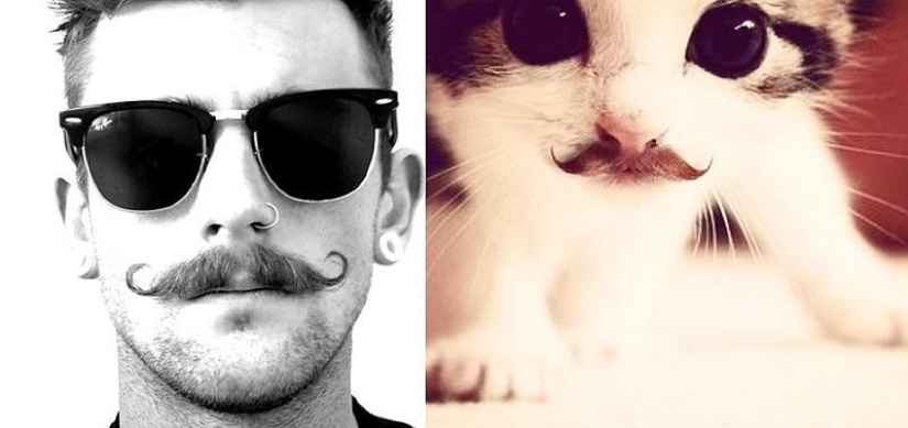 Hombres vs gatos Hombres vs gatos
