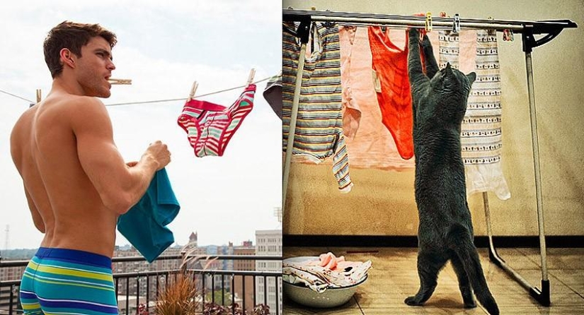 Hombres vs gatos Hombres vs gatos