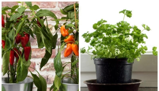 Home vegetable garden: 7 healthy and delicious plants that can be grown on the windowsill Home vegetable garden: 7 healthy and delicious plants that can be grown on the windowsill