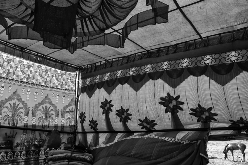 Honest and poignant: footage of an Indian photographer capturing animals Honest and poignant: footage of an Indian photographer capturing animals