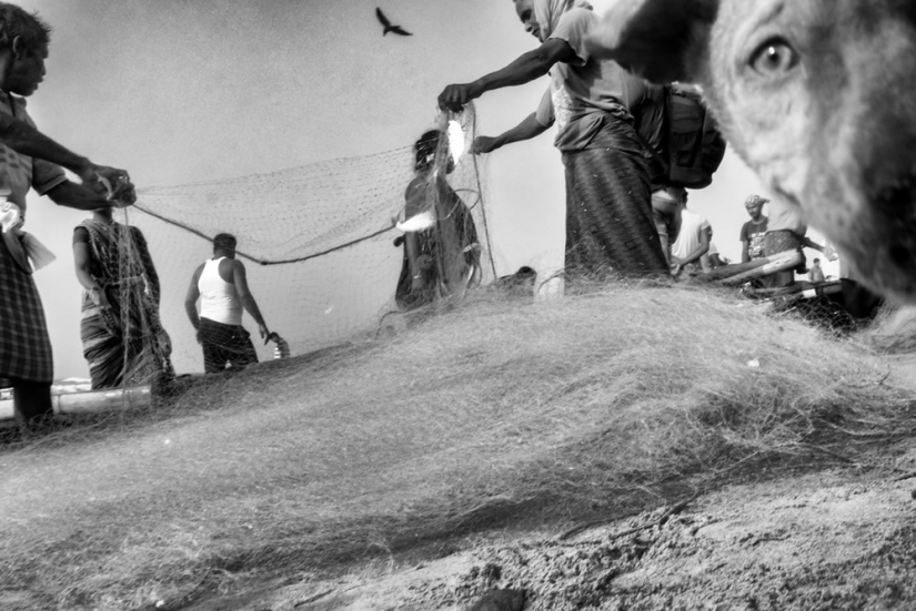 Honest and poignant: footage of an Indian photographer capturing animals Honest and poignant: footage of an Indian photographer capturing animals