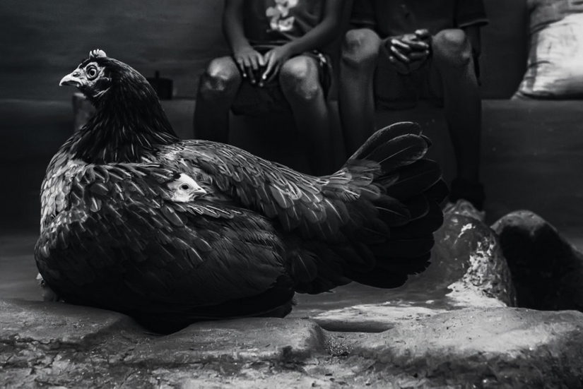 Honest and poignant: footage of an Indian photographer capturing animals Honest and poignant: footage of an Indian photographer capturing animals