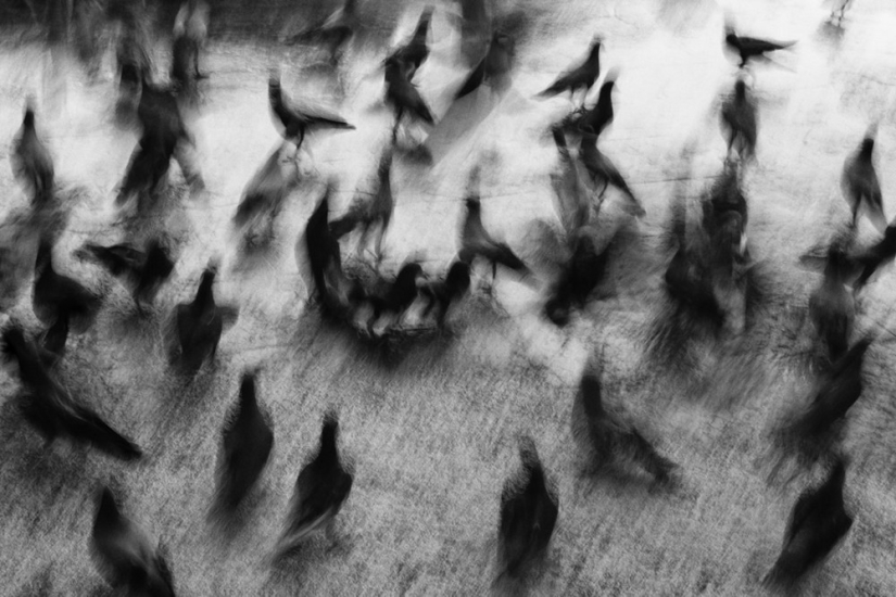 Honest and poignant: footage of an Indian photographer capturing animals Honest and poignant: footage of an Indian photographer capturing animals