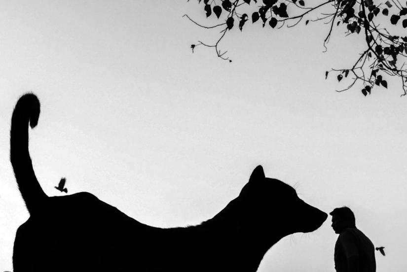 Honest and poignant: footage of an Indian photographer capturing animals Honest and poignant: footage of an Indian photographer capturing animals