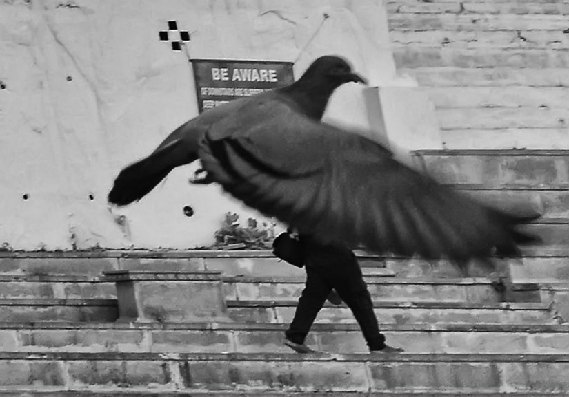 Honest and poignant: footage of an Indian photographer capturing animals Honest and poignant: footage of an Indian photographer capturing animals