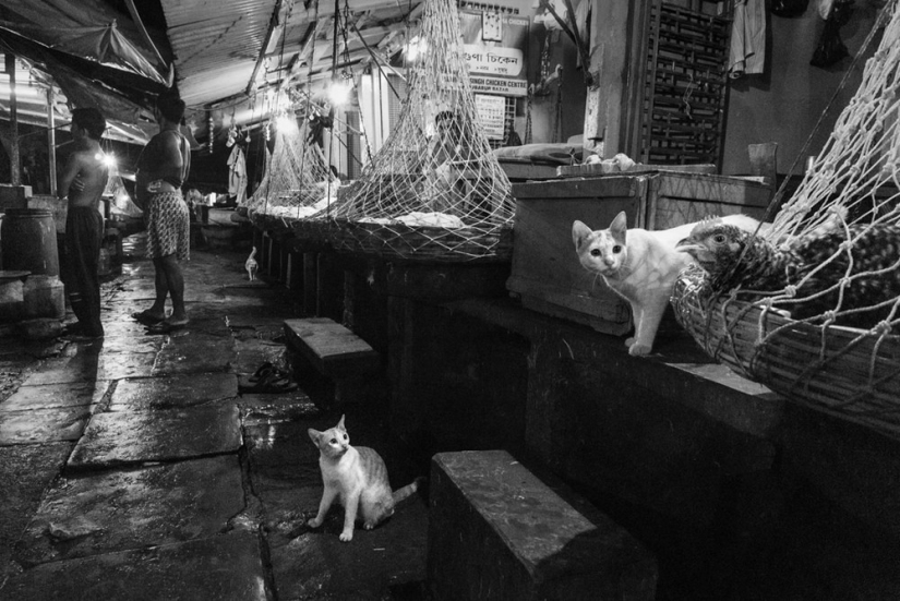 Honest and poignant: footage of an Indian photographer capturing animals Honest and poignant: footage of an Indian photographer capturing animals