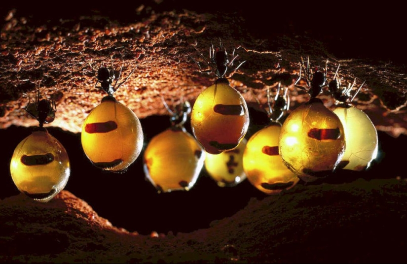 Hormigas melíferas: cómo crear una vida dulce para ti si las condiciones no son el azúcar