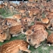 Horned phenomenon: hundreds of deer in Nara Park gather every day at the same time Horned phenomenon: hundreds of deer in Nara Park gather every day at the same time