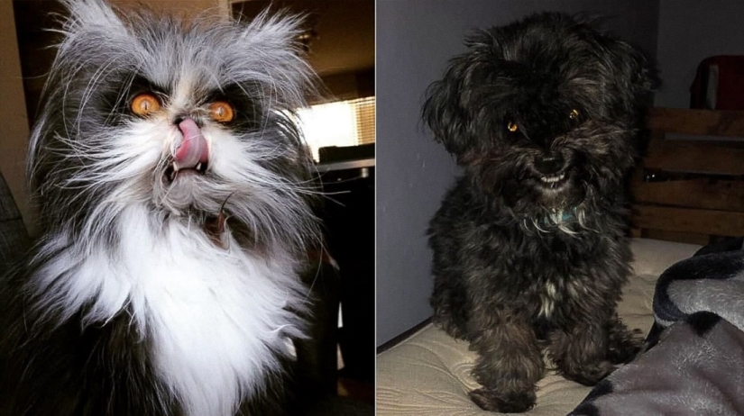 Horror en las alas de la noche: 40 gatos y perros que parecen haber venido de sueños terribles