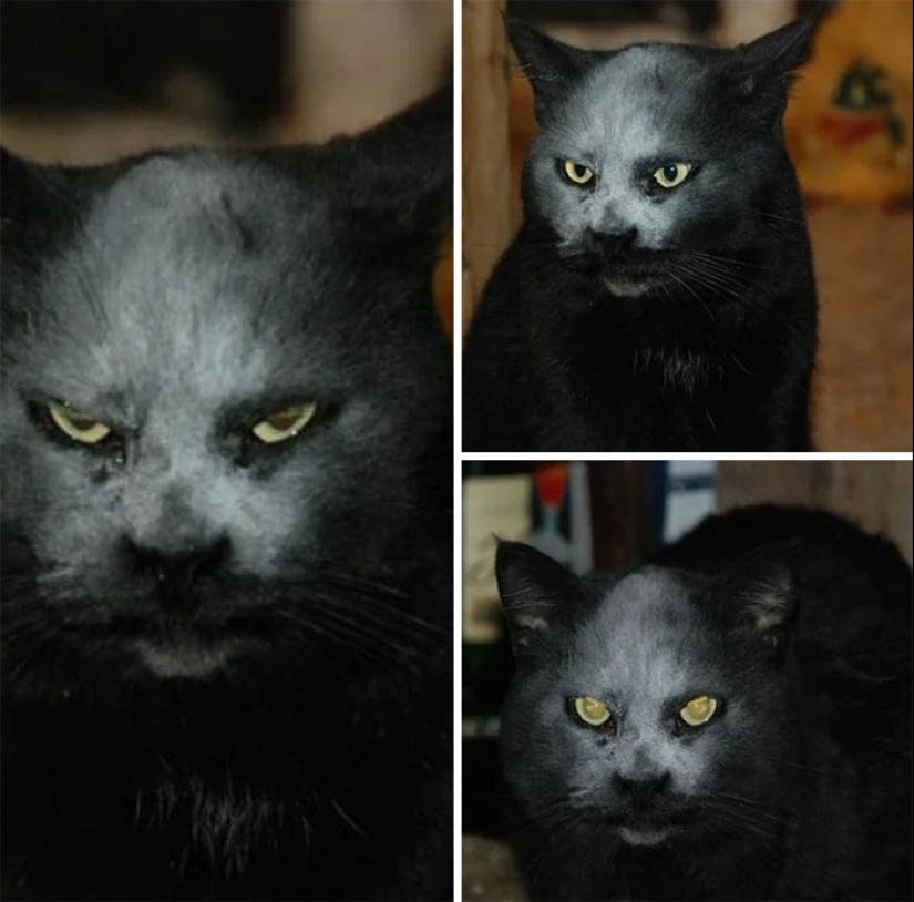 Horror en las alas de la noche: 40 gatos y perros que parecen haber venido de sueños terribles