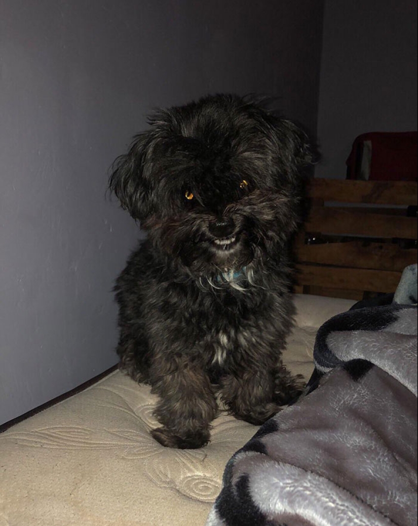 Horror en las alas de la noche: 40 gatos y perros que parecen haber venido de sueños terribles