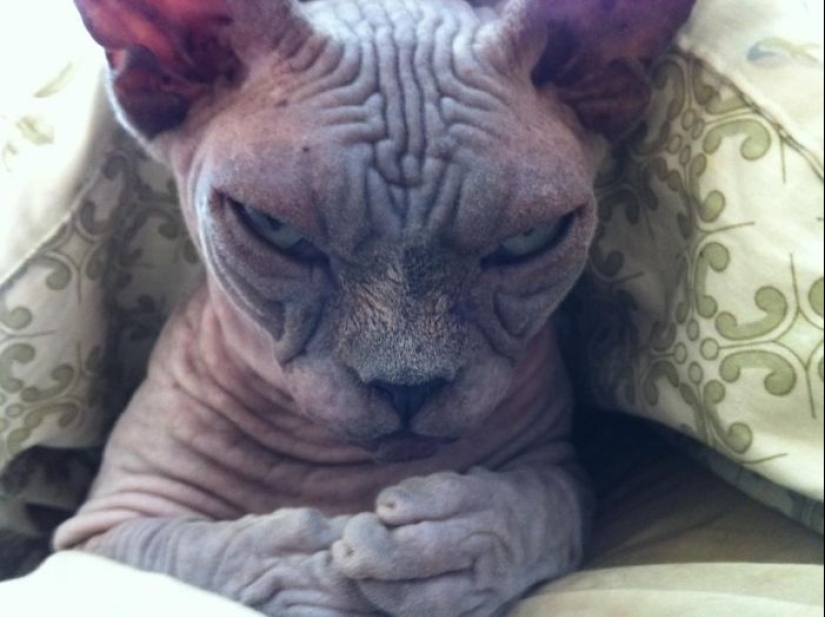 Horror en las alas de la noche: 40 gatos y perros que parecen haber venido de sueños terribles