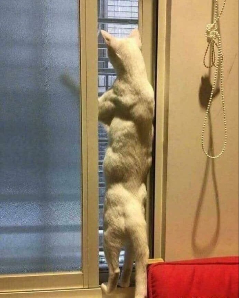 Horror en las alas de la noche: 40 gatos y perros que parecen haber venido de sueños terribles