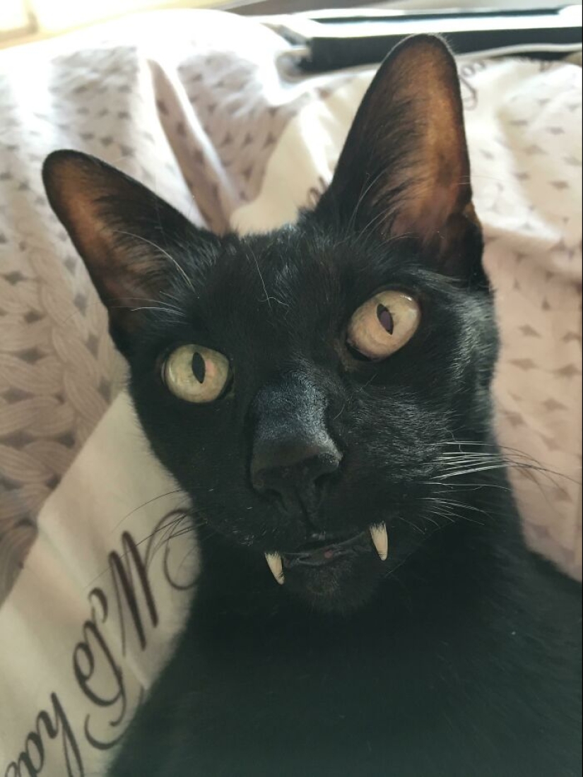 Horror en las alas de la noche: 40 gatos y perros que parecen haber venido de sueños terribles