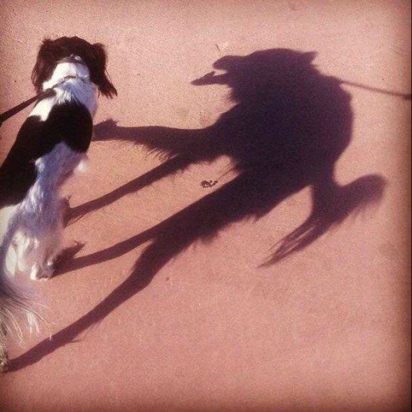 Horror en las alas de la noche: 40 gatos y perros que parecen haber venido de sueños terribles