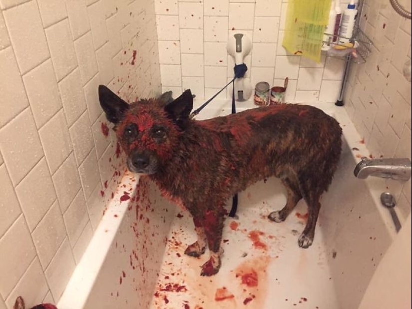 Horror en las alas de la noche: 40 gatos y perros que parecen haber venido de sueños terribles