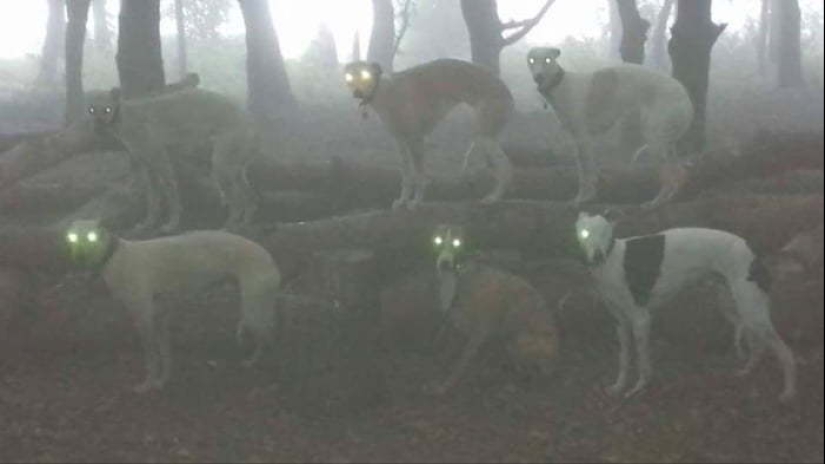 Horror en las alas de la noche: 40 gatos y perros que parecen haber venido de sueños terribles