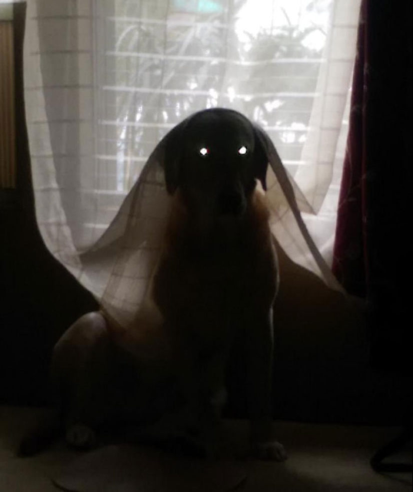 Horror en las alas de la noche: 40 gatos y perros que parecen haber venido de sueños terribles