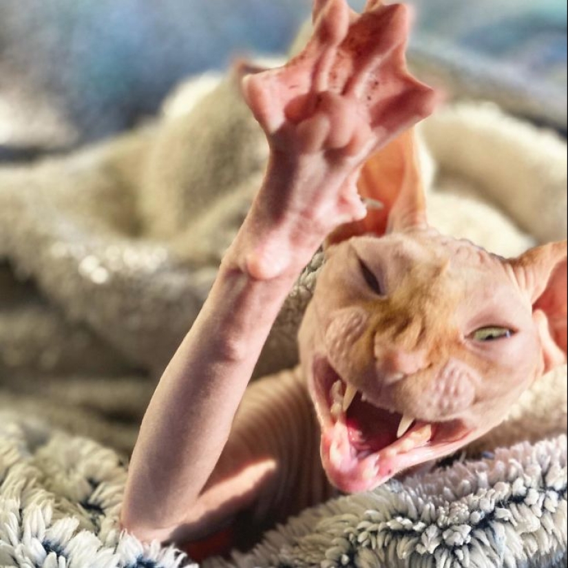 Horror en las alas de la noche: 40 gatos y perros que parecen haber venido de sueños terribles