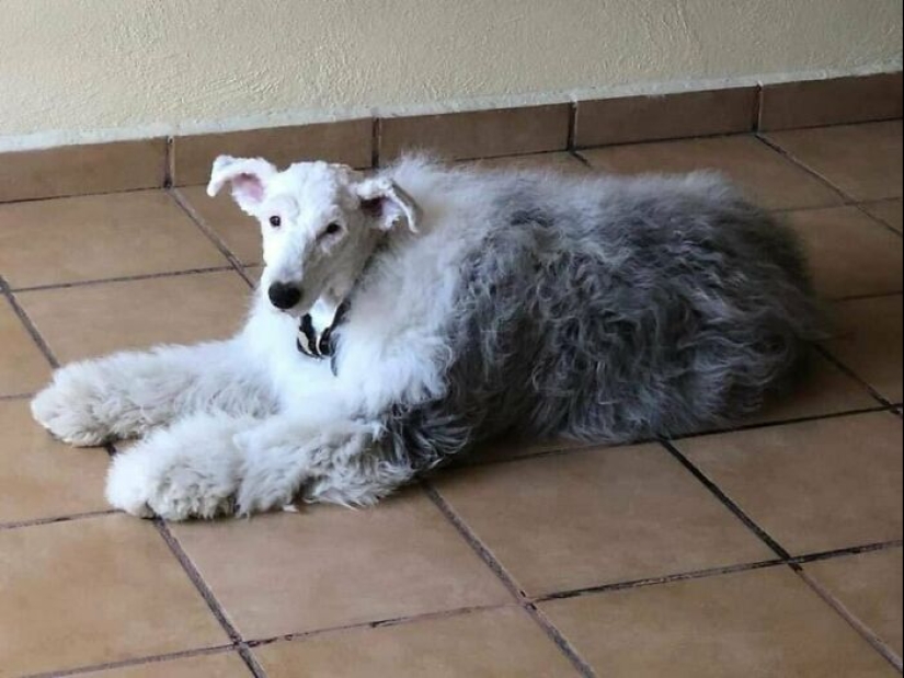 Horror en las alas de la noche: 40 gatos y perros que parecen haber venido de sueños terribles