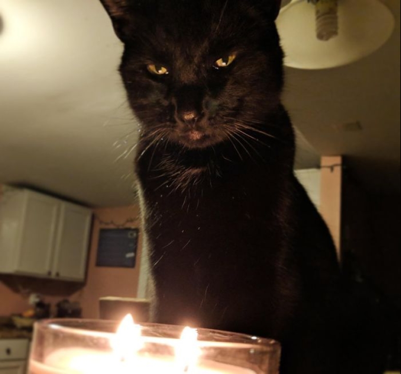 Horror en las alas de la noche: 40 gatos y perros que parecen haber venido de sueños terribles