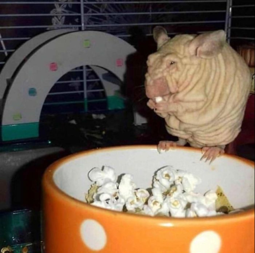 Horror en las alas de la noche: 40 gatos y perros que parecen haber venido de sueños terribles