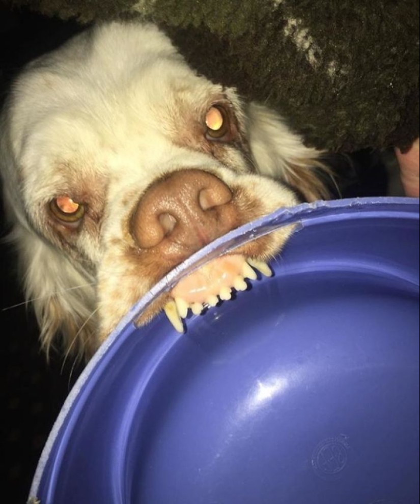 Horror en las alas de la noche: 40 gatos y perros que parecen haber venido de sueños terribles