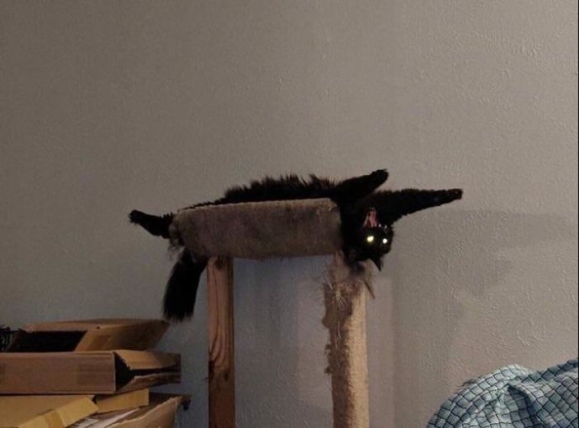 Horror en las alas de la noche: 40 gatos y perros que parecen haber venido de sueños terribles