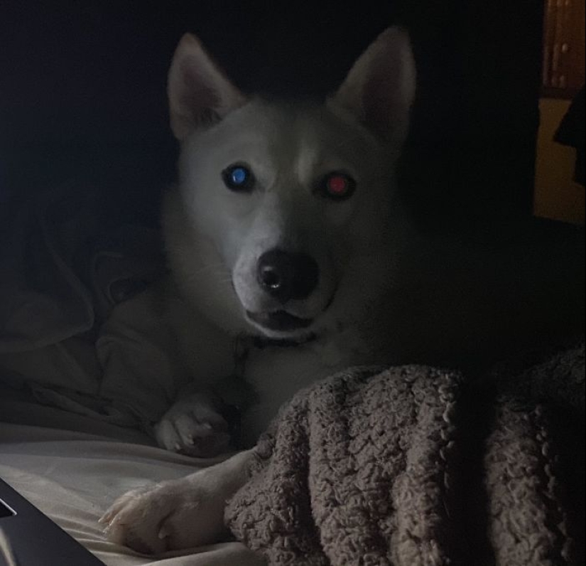 Horror en las alas de la noche: 40 gatos y perros que parecen haber venido de sueños terribles