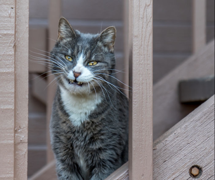 Horror en las alas de la noche: 40 gatos y perros que parecen haber venido de sueños terribles