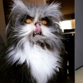 Horror on the wings of the night: 40 cats and dogs that seem to have come from terrible dreams Horror on the wings of the night: 40 cats and dogs that seem to have come from terrible dreams