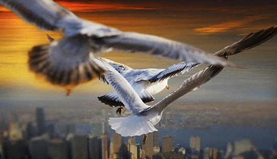 Hovering above the ground like a bird Hovering above the ground like a bird