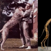 How anthropologist Grover Krantz and his Dog Clyde became Museum exhibits