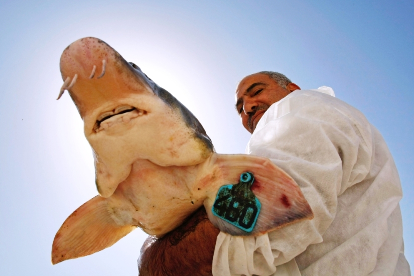 How black caviar is produced in Israel