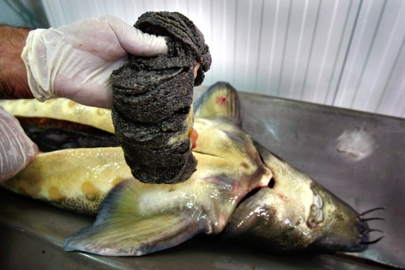 How black caviar is produced in Israel