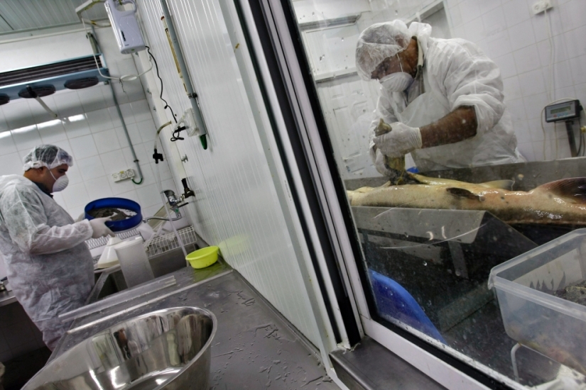 How black caviar is produced in Israel