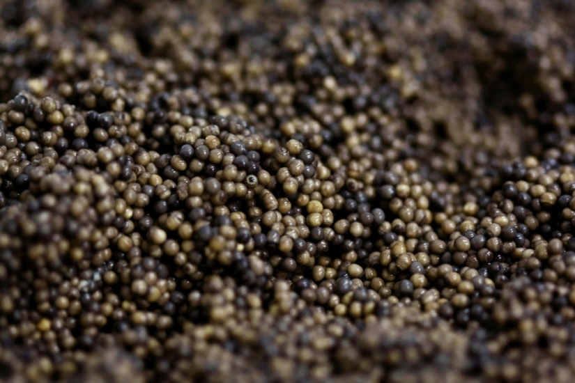 How black caviar is produced in Israel