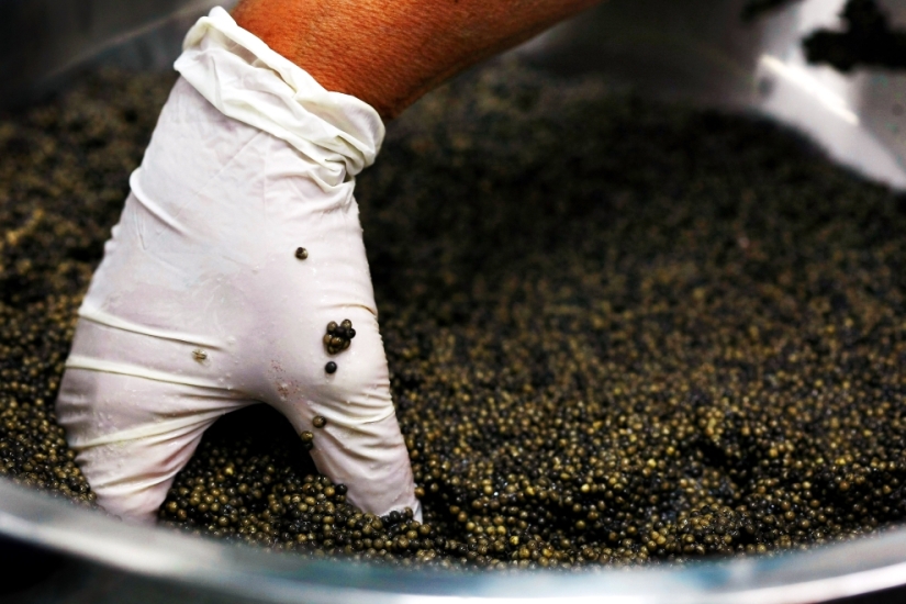 How black caviar is produced in Israel
