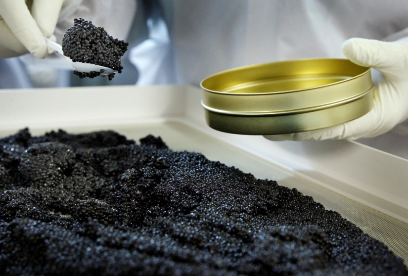How black caviar is produced in Israel
