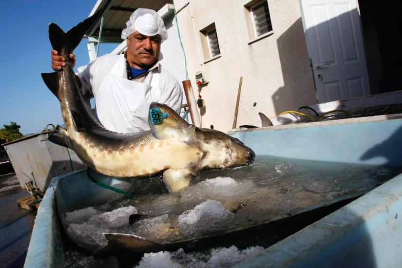 How black caviar is produced in Israel
