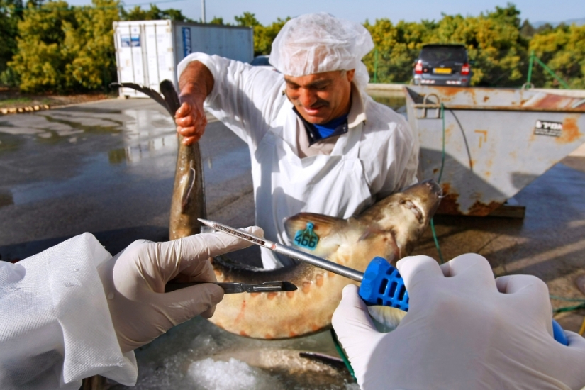 How black caviar is produced in Israel