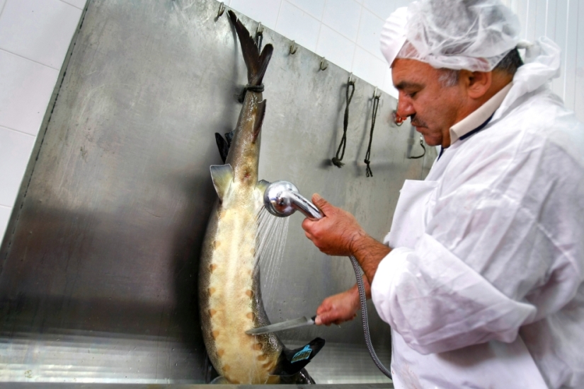 How black caviar is produced in Israel