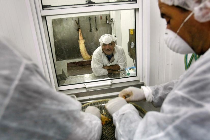How black caviar is produced in Israel